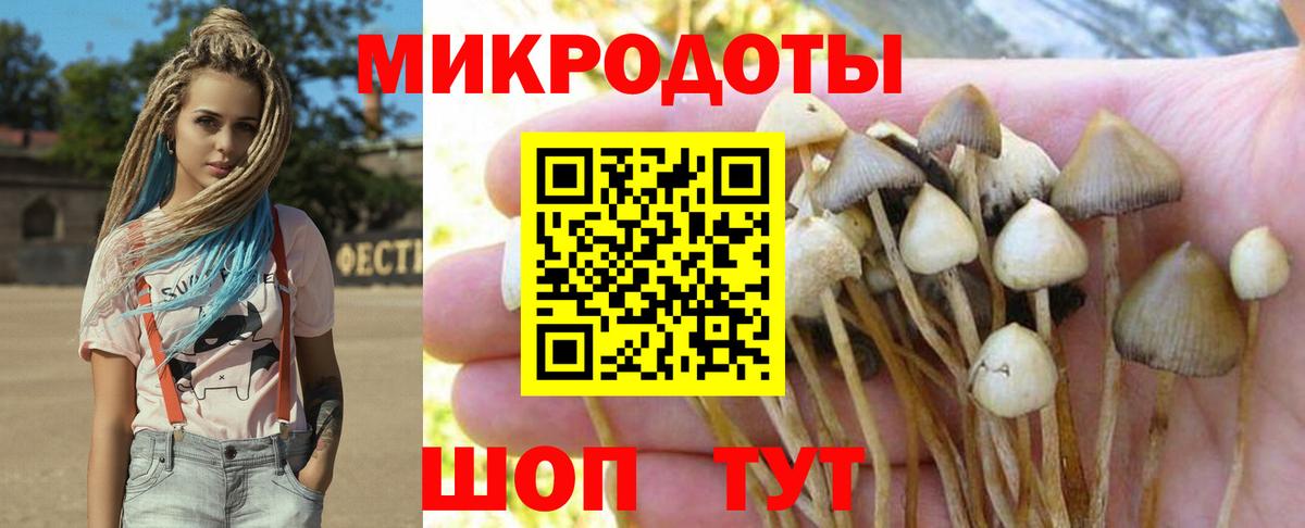 Галлюциногенные грибы Psilocybe Родники
